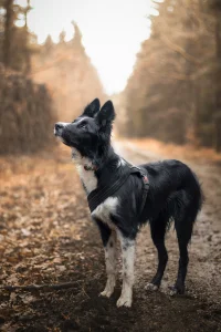 Shana_forêt