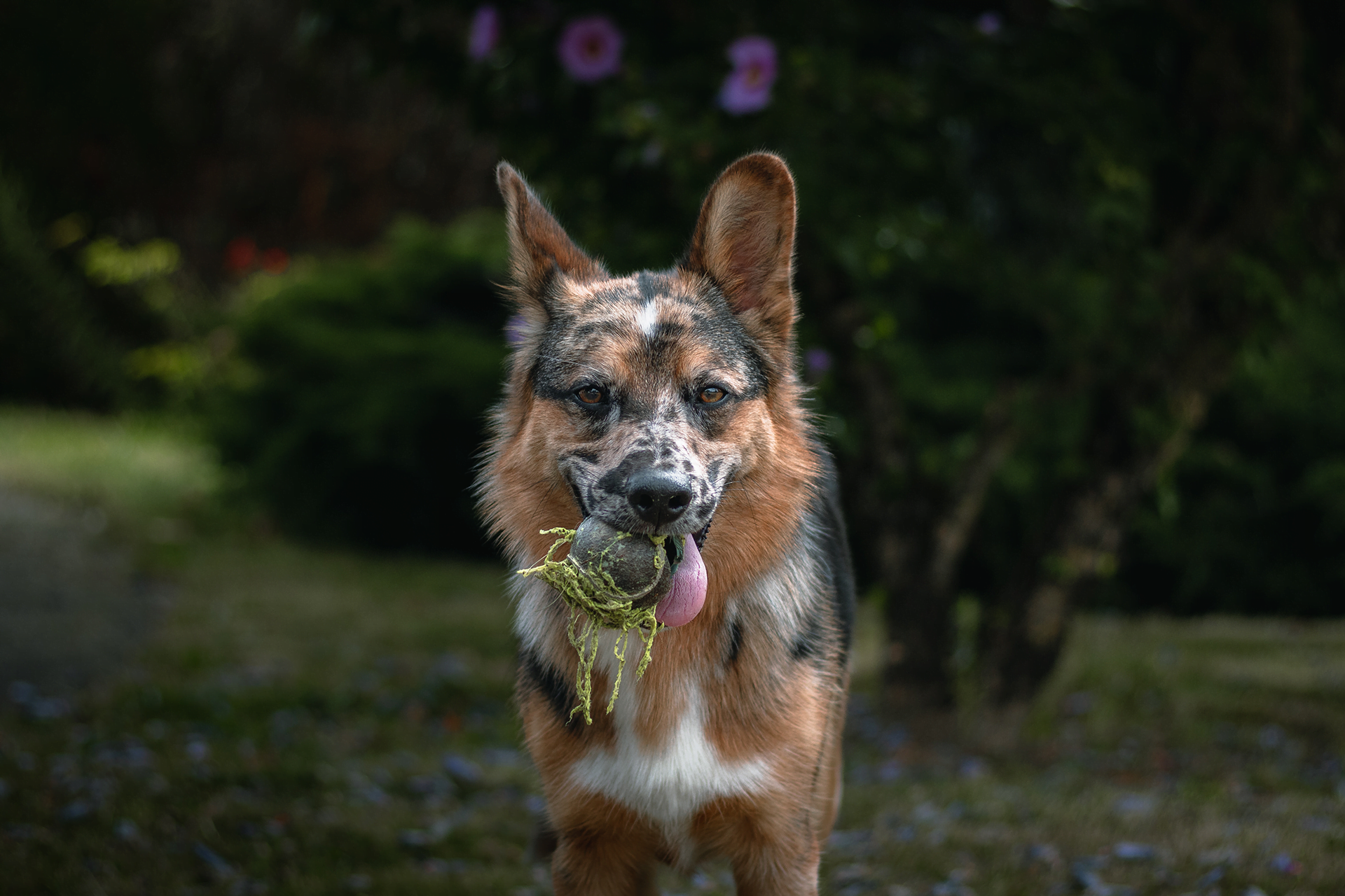 Photographe d'animaux Clermont-Ferrand