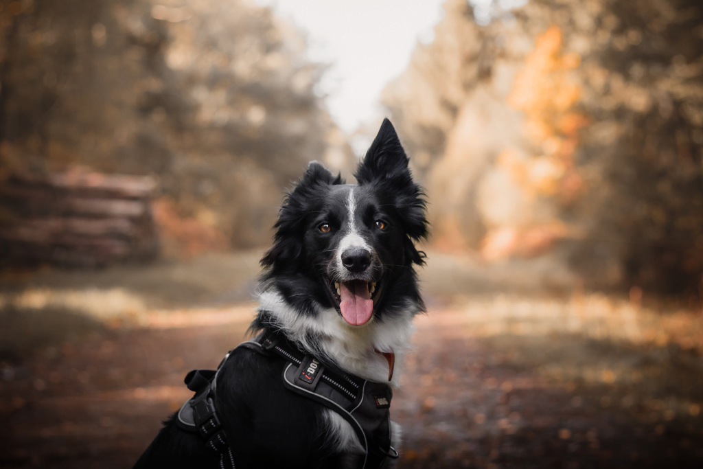 Séance photo - chien