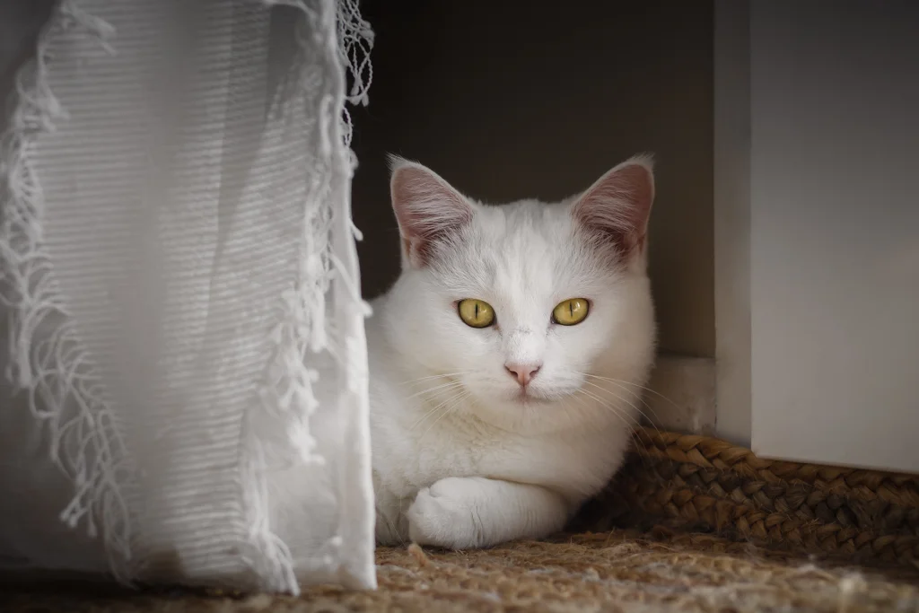 Photographe animaux - chat