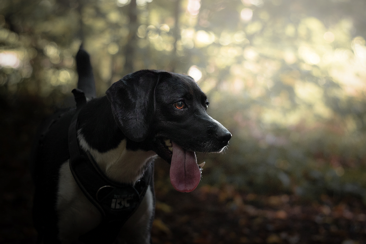 Séance photo - chien