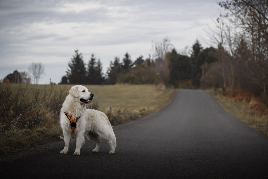 Photographe d'animaux Clermont-Ferrand