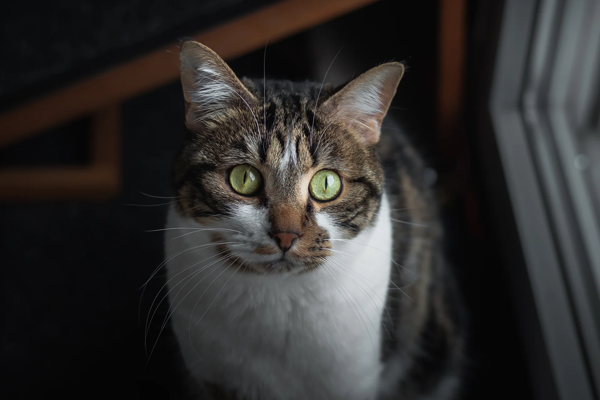 Le déroulement d'une séance photo : Atheno