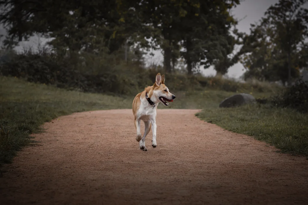 déroulement d'une séance photo