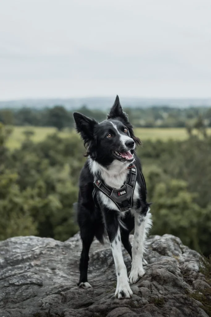 déroulement d'une séance photo : photo posée