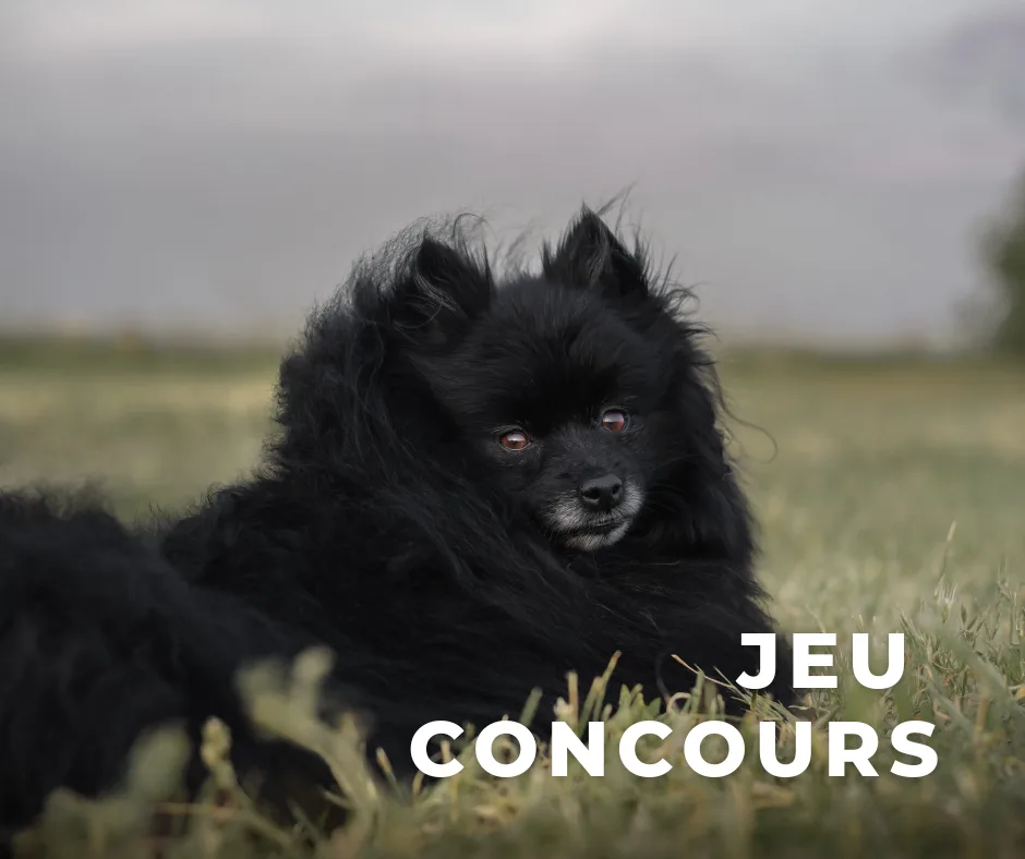 Jeu_concours