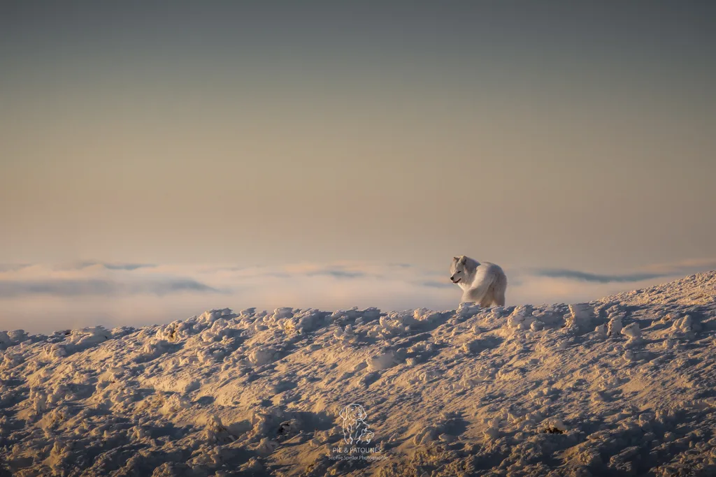 Photographe d'animaux - Clermont-Ferrand