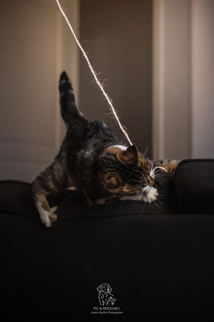 Séance avec un chat - Atheno