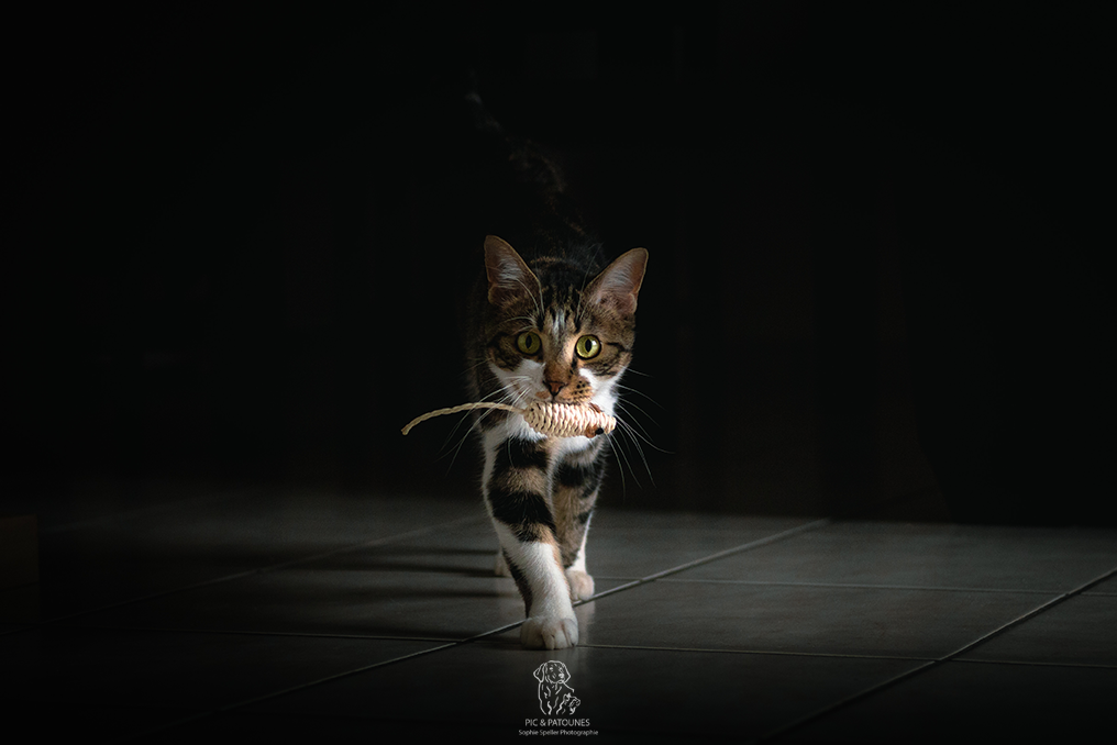 Séance avec votre chat - Atheno souris