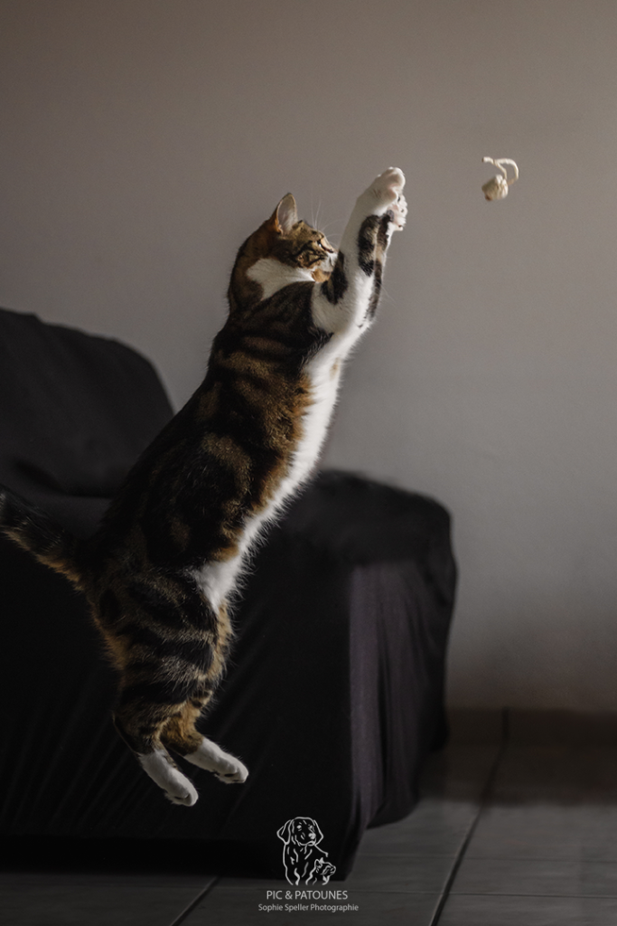Séance avec votre chat - Atheno