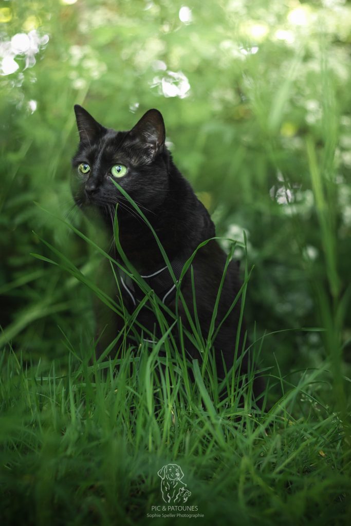 Séance avec un chat - Hela