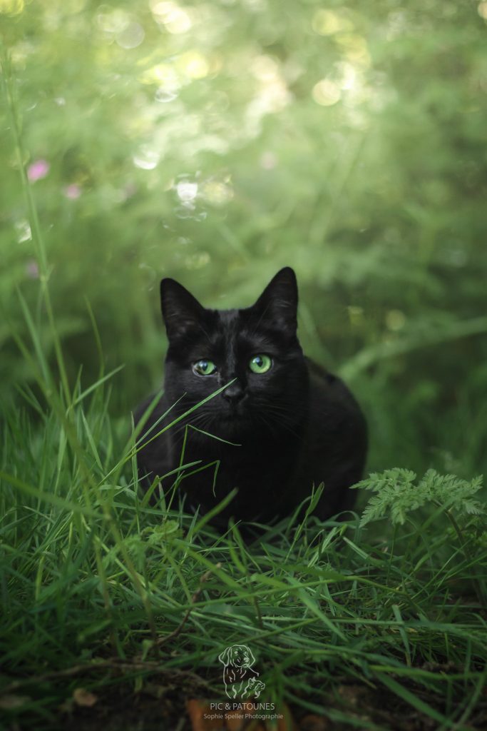 Séance avec un chat - Hela